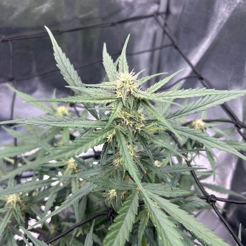Six Shooters growlog timeline photo