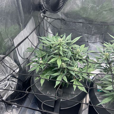 Alien growlog timeline photo