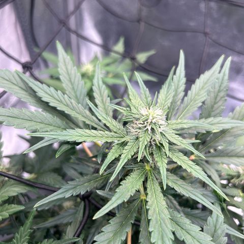 Alien growlog timeline photo
