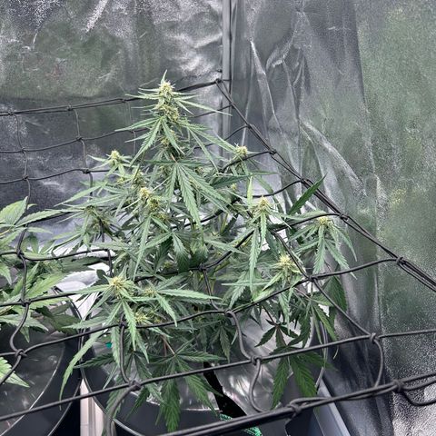 Six Shooters growlog timeline photo