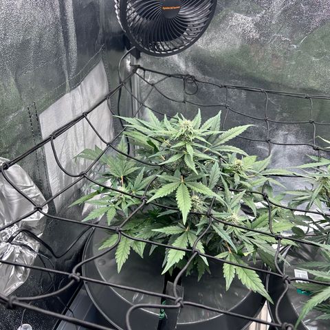 Alien growlog timeline photo