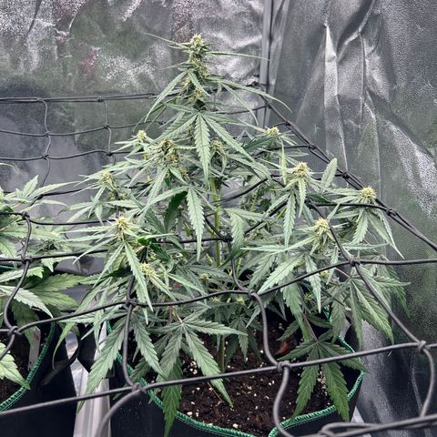 Six Shooters growlog timeline photo