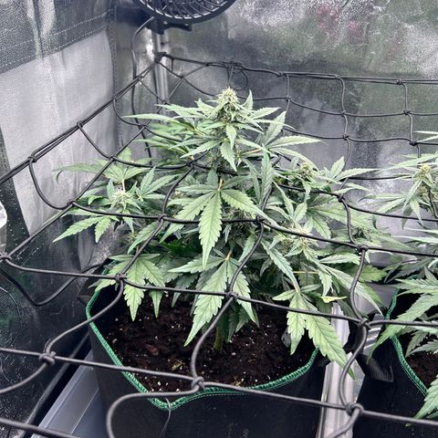 Alien growlog timeline photo