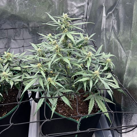 Six Shooters growlog timeline photo