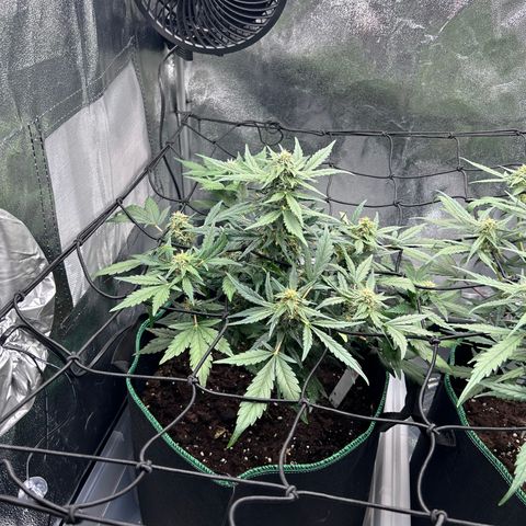 Alien growlog timeline photo