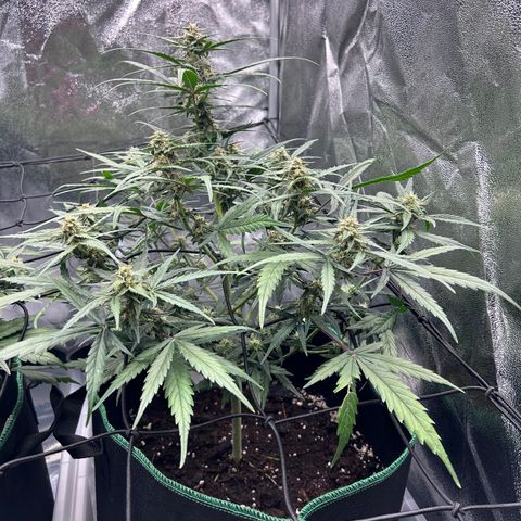 Six Shooters growlog timeline photo