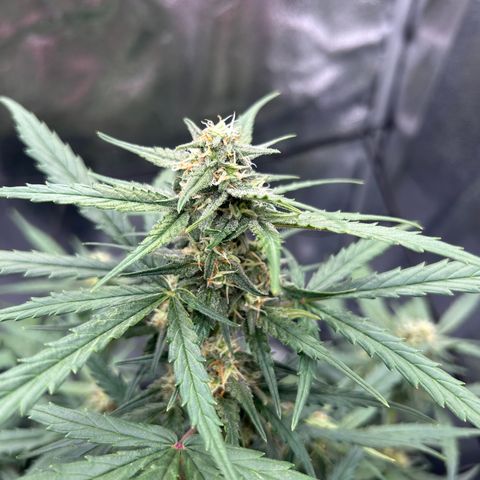 Six Shooters growlog timeline photo