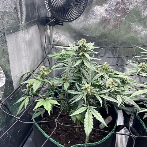 Alien growlog timeline photo