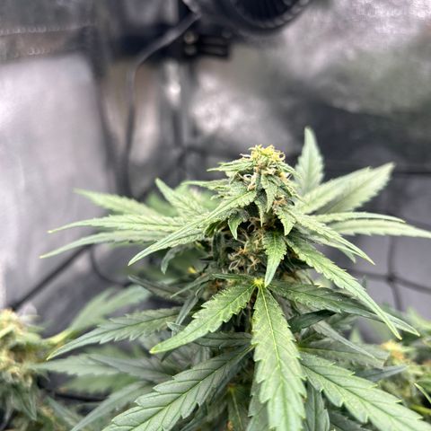 Alien growlog timeline photo