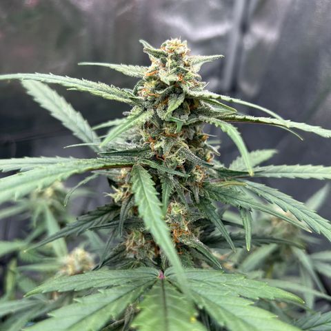 Six Shooters growlog timeline photo