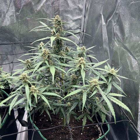 Six Shooters growlog timeline photo