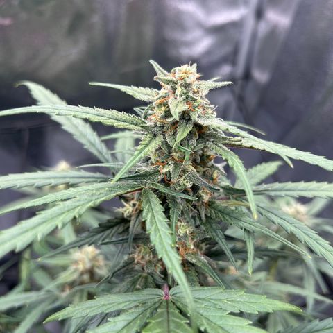 Six Shooters growlog timeline photo