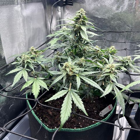Alien growlog timeline photo