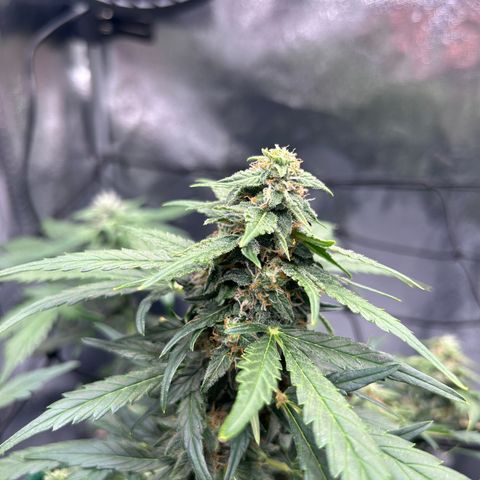 Alien growlog timeline photo
