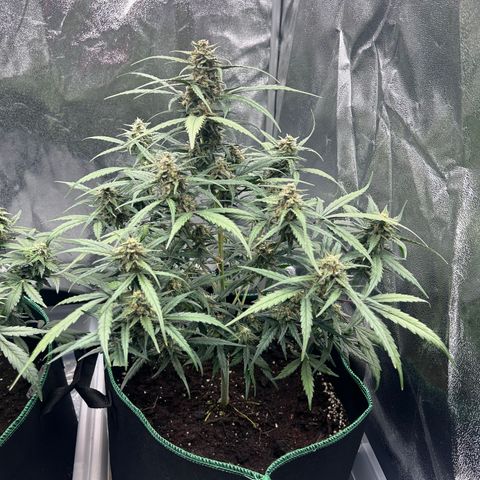 Six Shooters growlog timeline photo