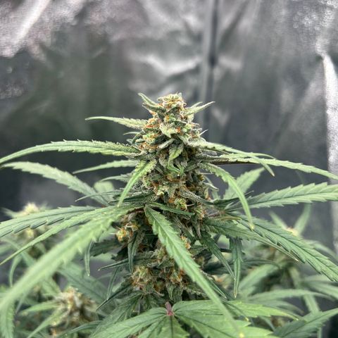 Six Shooters growlog timeline photo