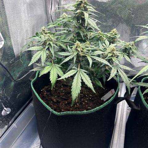 Alien growlog timeline photo