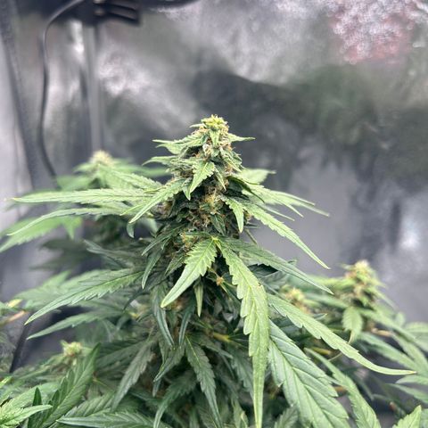 Alien growlog timeline photo