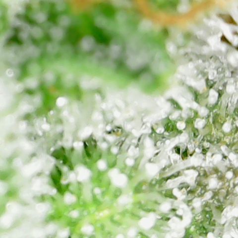 Alien growlog timeline photo