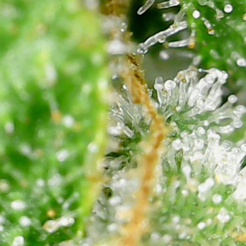 Alien growlog timeline photo