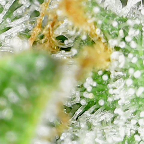 Alien growlog timeline photo
