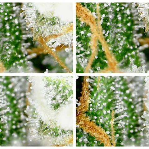 Six Shooters growlog timeline photo