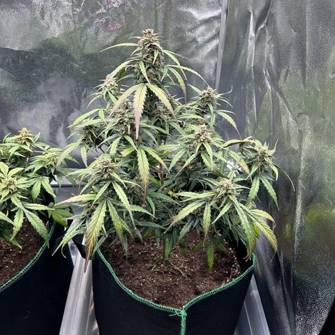 Six Shooters growlog timeline photo