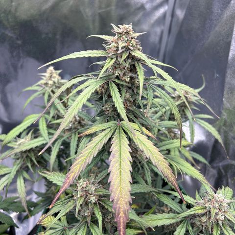 Six Shooters growlog timeline photo