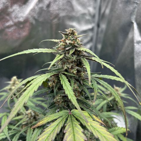 Six Shooters growlog timeline photo