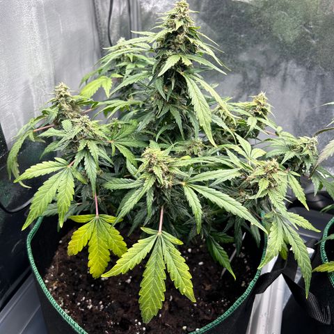 Alien growlog timeline photo