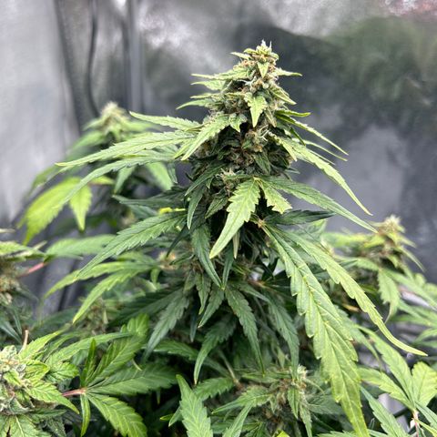 Alien growlog timeline photo