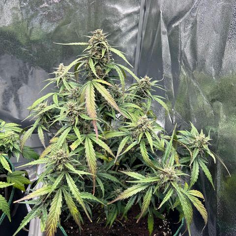 Six Shooters growlog timeline photo