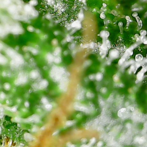 Six Shooters growlog timeline photo