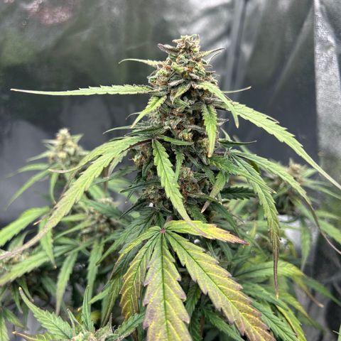 Six Shooters growlog timeline photo