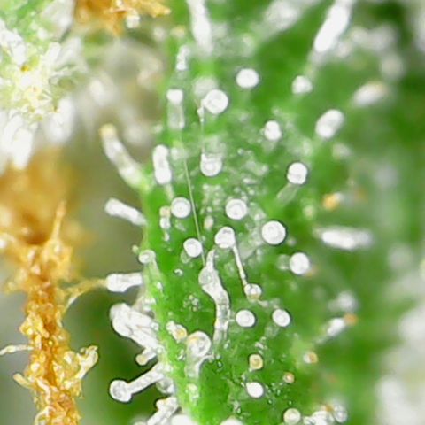 Alien growlog timeline photo