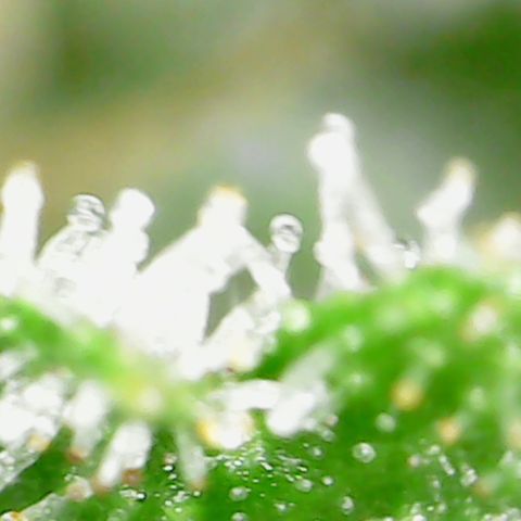 Alien growlog timeline photo