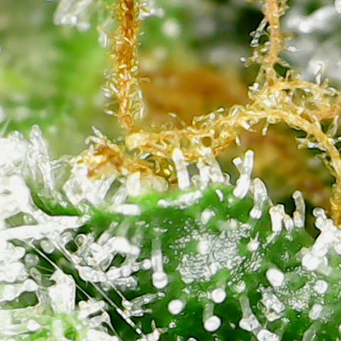 Alien growlog timeline photo