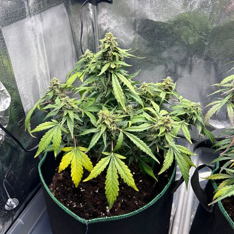 Alien growlog timeline photo