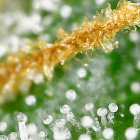 Alien growlog timeline photo