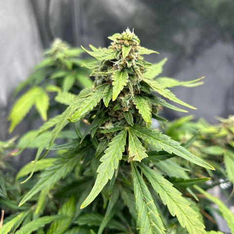 Alien growlog timeline photo
