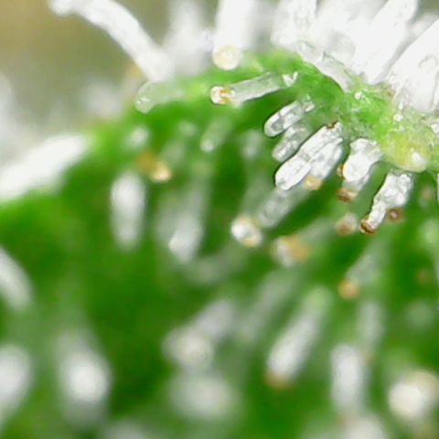 Alien growlog timeline photo