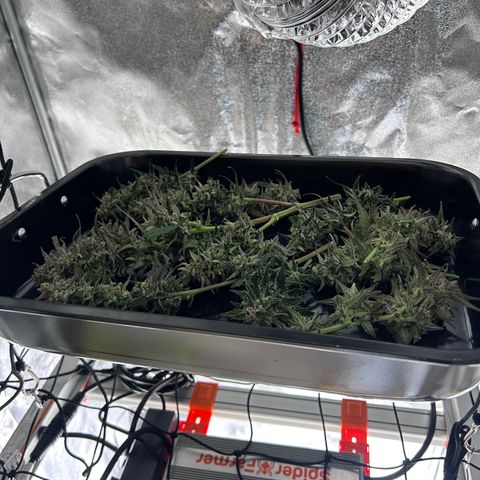 Six Shooters growlog photo: 103 g une partie de la plante