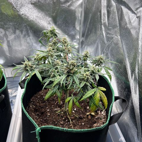 Six Shooters growlog photo: 103 g une partie de la plante