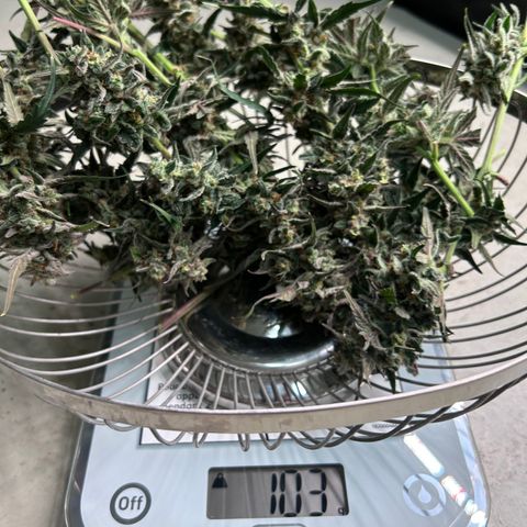 Six Shooters growlog photo: 103 g une partie de la plante