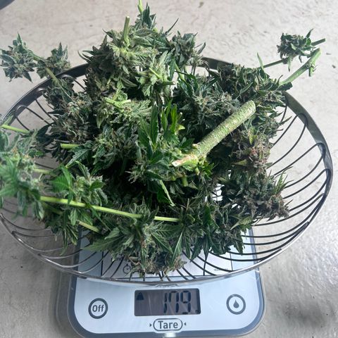 Alien growlog photo: 179 g