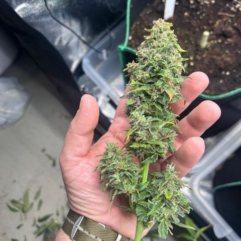 Alien growlog photo: 179 g