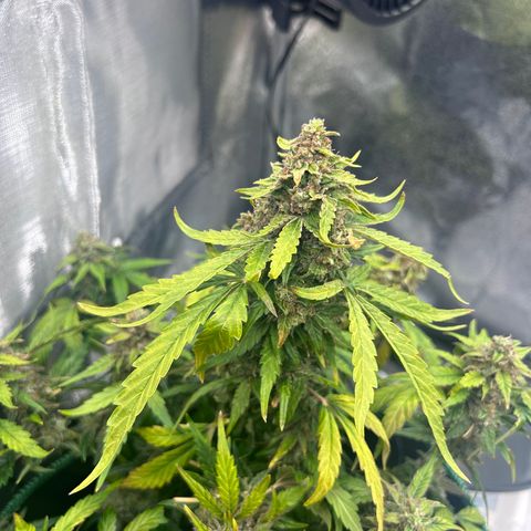 Alien growlog photo: 179 g