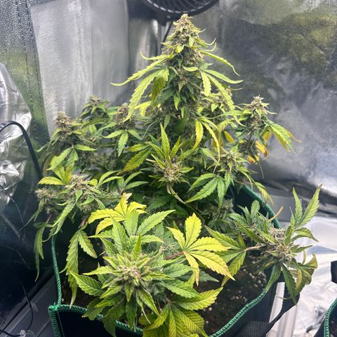 Alien growlog photo: 179 g
