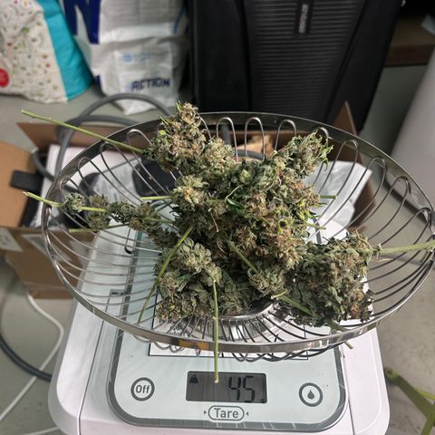 Alien growlog timeline photo