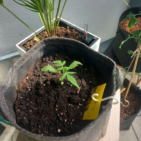 Epsilon F1  growlog timeline photo